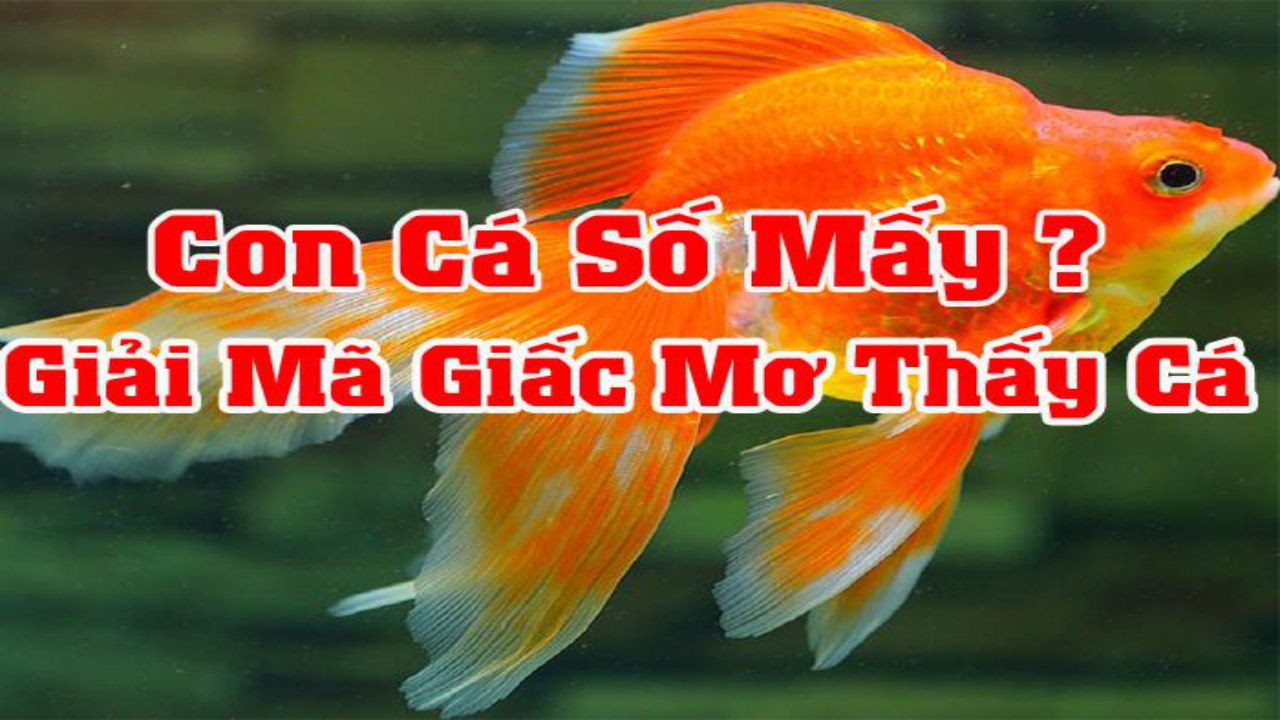 Giấc mơ thấy cá lô đề đánh con nào chuẩn?